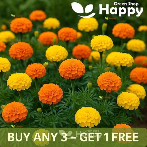 African marigold crackerjack - african,