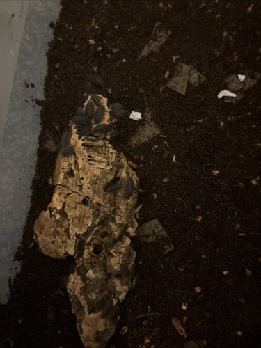 Pregnant isopods count - 2,