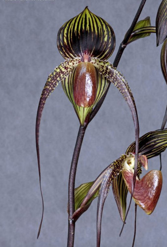 Paphiopedilum johanna - paphiopedilum,