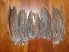 50 SMALL COCK PHEASANT TAIL FEATHERS 4"6" FLY TYING ART.FLORAL ,HAIR,JEWELERY