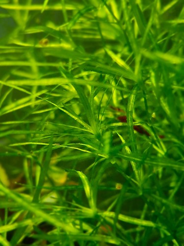 Guppy grass easy - grass,, grow