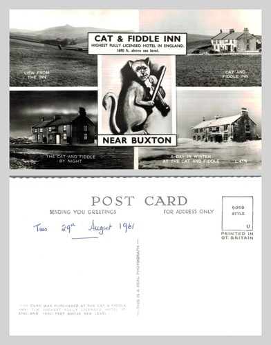 Vintage postcard cat and - postcard,