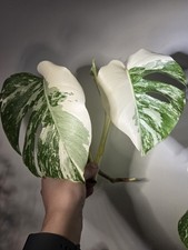 Highly Variegated Albo Monstera  Top Cutting - 2 Mature Leaves + New Growth