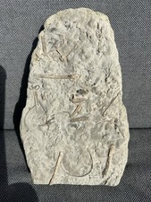 Rare Jurassic Multi Brittlestar Crinoid & Starfish Bed, Eype, Dorset England, UK