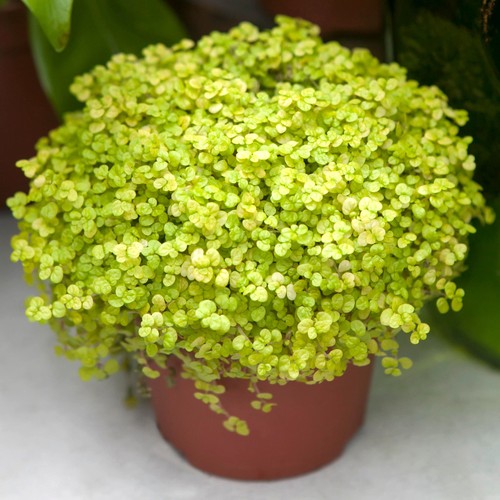 Soleirolia helxine yellow - helxine,