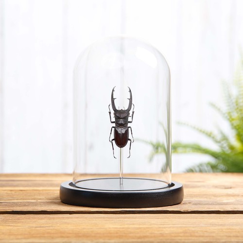 Fork horned stag taxidermy - stag,