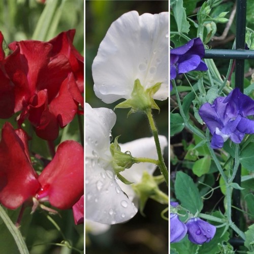 Sweet pea plug - plug, 9