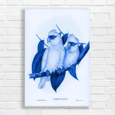 Elegant Cockatoo Pair Blue
