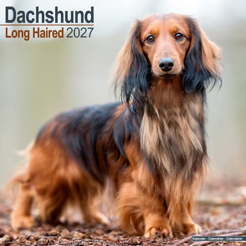 Longhaired dachshund 2027 - dachshund,