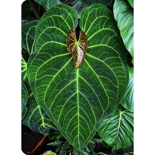 Anthurium magnificum in 6 - anthurium, 'magnificum'-