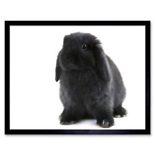Black Holland Lop Bunny Rabbit