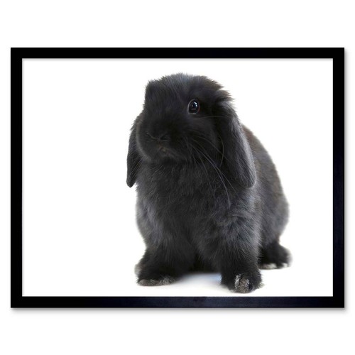 Black holland lop bunny - black,