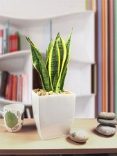 Sansevieria 30-40cm Snake