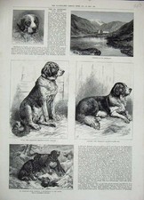 Old Antique Print St Bernard