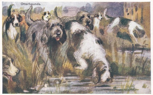 Otter hounds artist - hounds.,