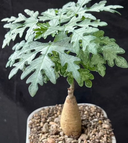 Adenia metamorpha wysiwyg - adenia,