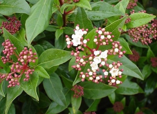 Viburnum tinus good - tinus,