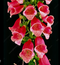 Foxglove Digitalis RED x 6