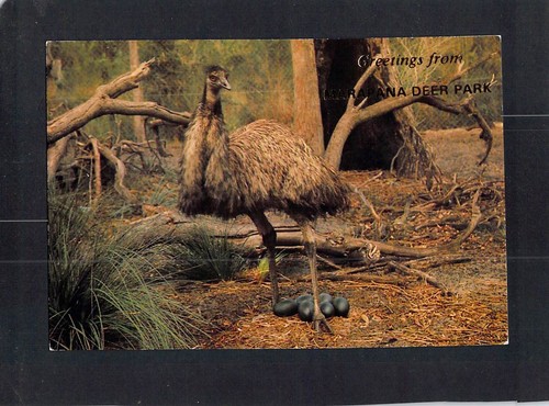P1201mjl australia marapane - p1201mjl,