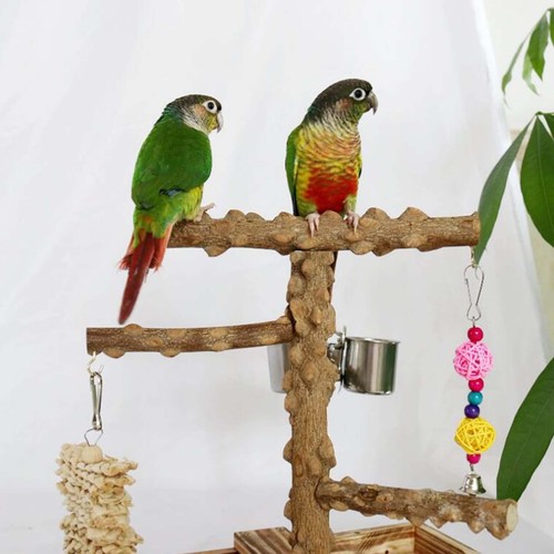 Bird playground parrot - playground,