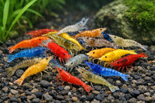 Mix color cull shrimp - cull,