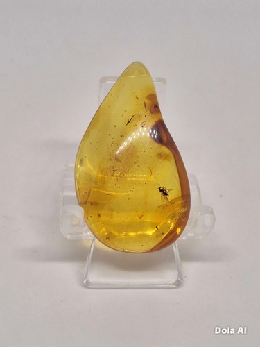 Polished baltic amber with - amber,