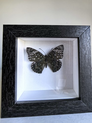 Real framed taxidermy - framed,