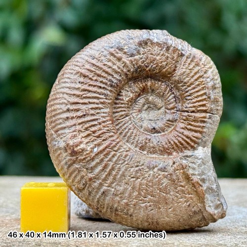 Perisphinctes elizabethae