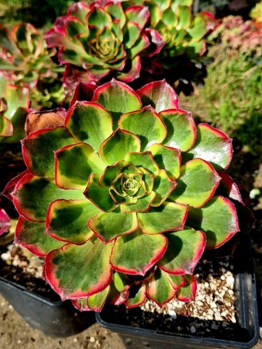 Aeonium phantom large - aeonium,
