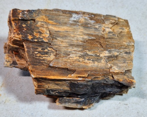 Petrified wood specimen - petrified,