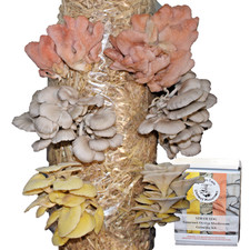 Mushroom Grow Kit, Mixed Oyster Straw Log, gift boxed, Easy, Fun & Edible, XL
