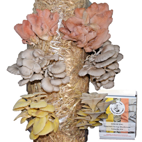 Mushroom grow kit mixed - kit,,