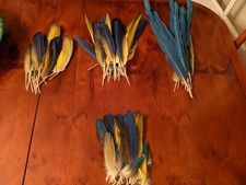 Parrot Feather - Blue and Gold