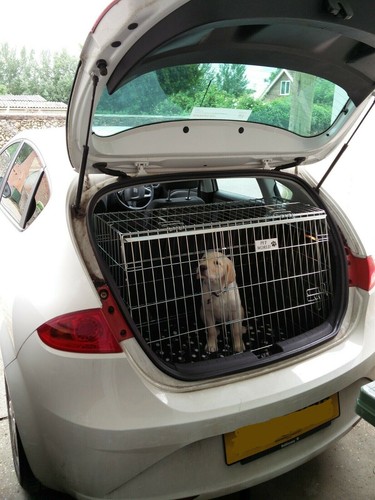 Sloping dog pet puppy - dog, travel