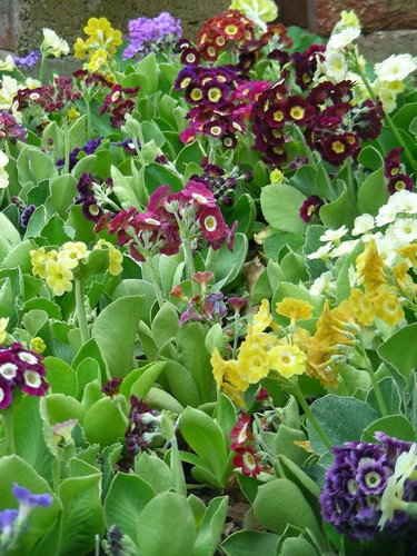 Garden border auricula - garden,