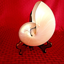 LARGE PEARILIZED CHAMBERED