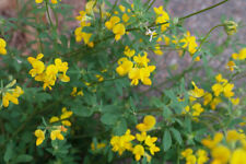 Lotus corniculatus. Mass flowering wildflower groundcover in 7cm pot