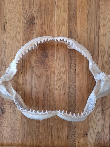 Genuine large shark - genuine, jaws