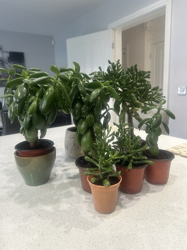 Crassula ovata jade - ovata, money