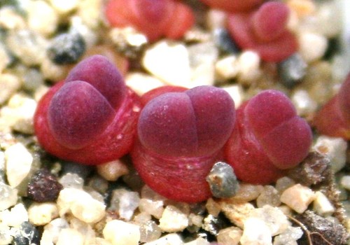 Gibbaeum esterhuyseniae
