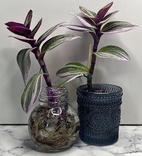 REPTILE SAFE !! Tradescantia