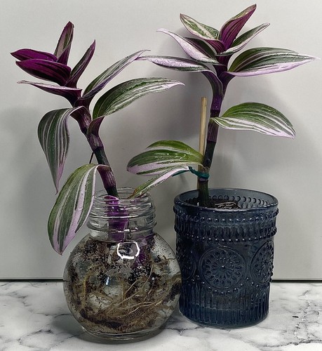 Reptile safe tradescantia - reptile,