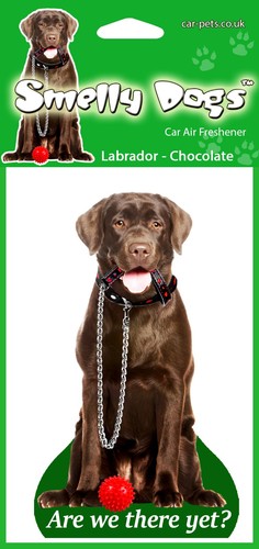Labrador chocolate lab - chocolate,