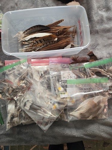 Domestic bird feathers craft - domestic,