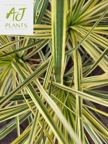 Cordyline lime passion - cordyline,