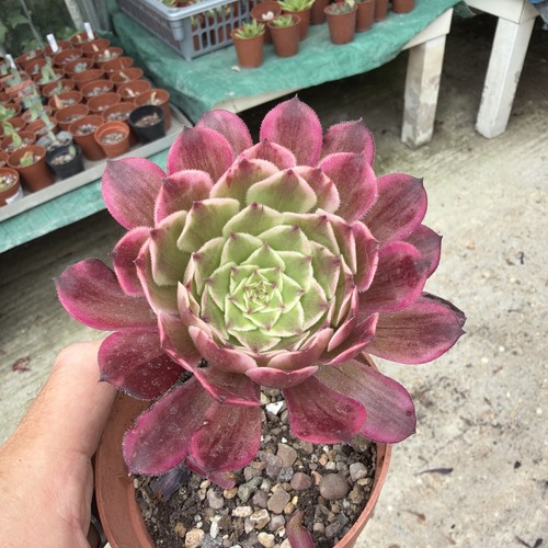 Aeonium ecstasy width - ecstasy, 4