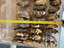 30 frozen peeler spider crab baits 5 packs of 6