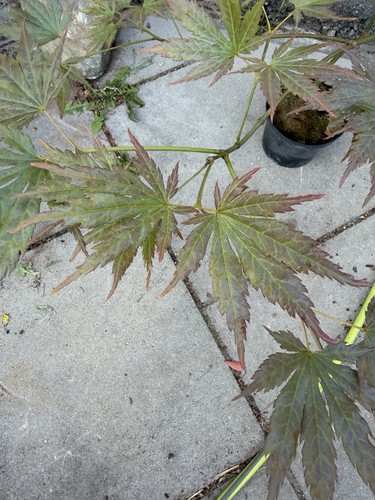 Acer palmatum mirte rare - palmatum,