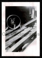 KITTY CAT KITTEN IN PAIL