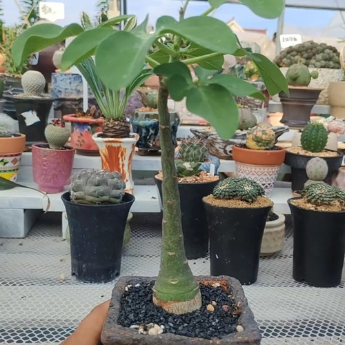 3cm succulent cactus - succulent, plant